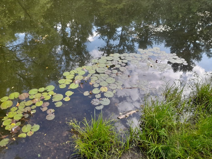 Локасинский пруд