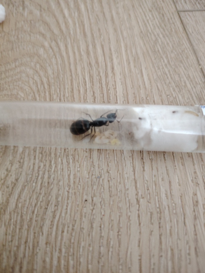     camponotus saxatilis ,  , 