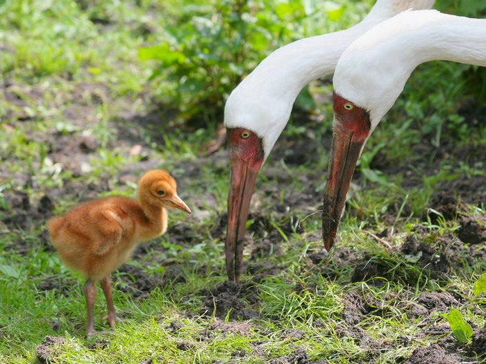 На фото: стершонок с родителями
