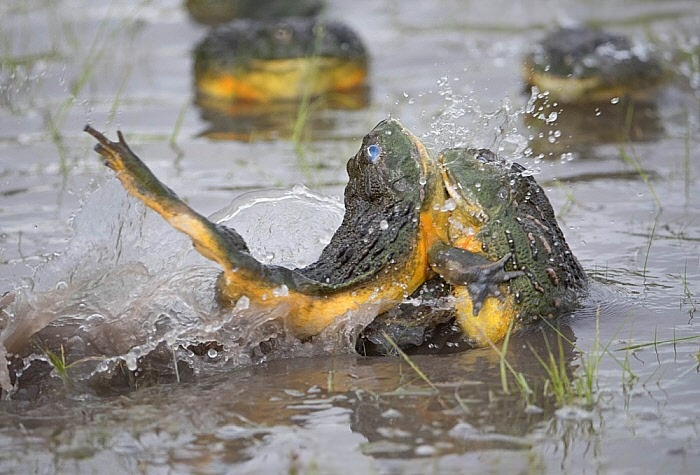 — Иди ко мне, моя малышка! — Я, вообще-то, Серёга!