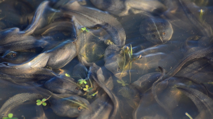 Наш отец самый лучший! Когда не голоден...
