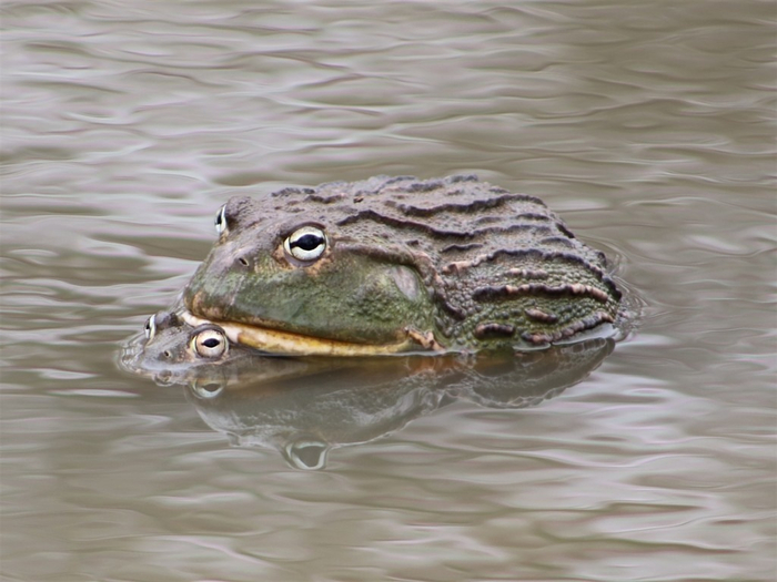 Половой диморфизм у самок и самцов очень заметен. Дамы в 1,5 раза меньше своих кавалеров!