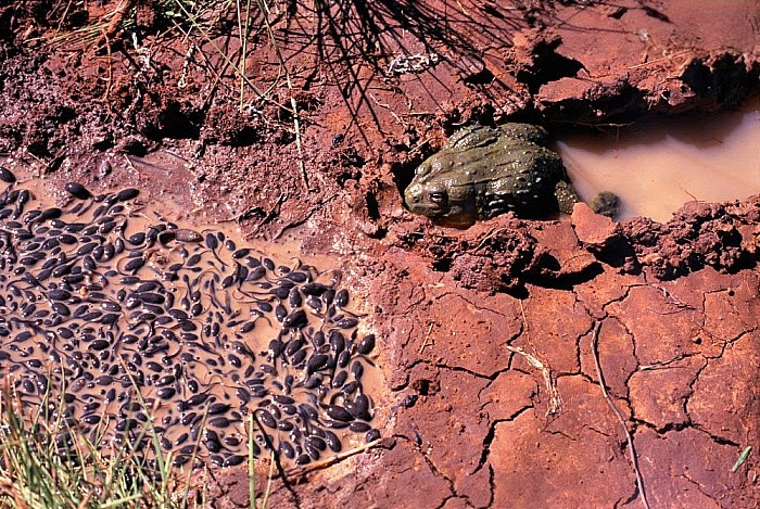 Папа может, папа может, всё что угодно! На этом фото самец копает траншею, чтобы головастики из пересыхающей лужи могли перебраться в другое место.