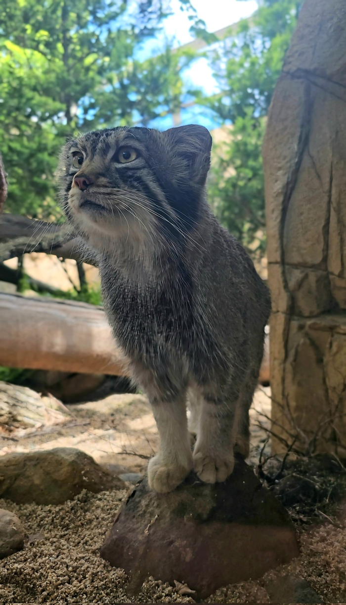 Где же моя желтоглазая где ...