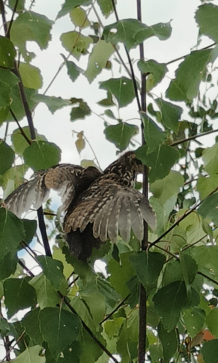 Встретили птенца рябчика.