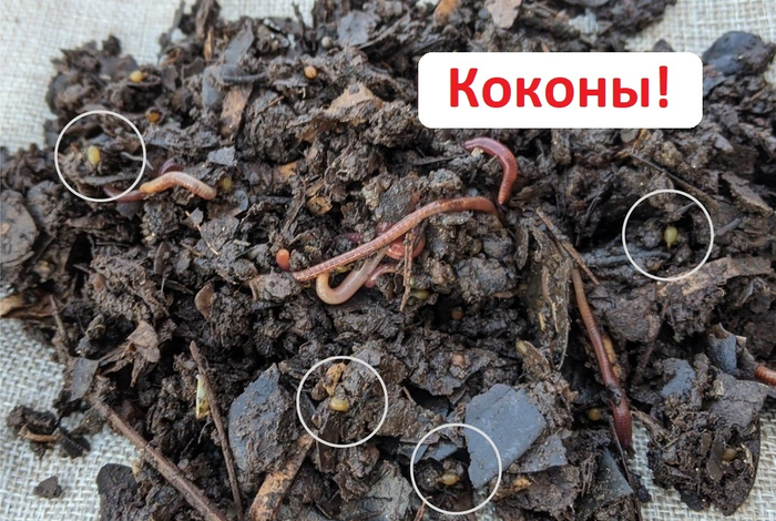 Теперь вы знаете, что выкидывать вот такие штучки, которые вы выкопали на огороде, точно не нужно.