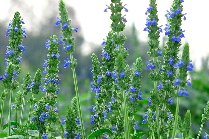 Интересный факт: Чиа - это Шалфей испанский из рода яснотковых.