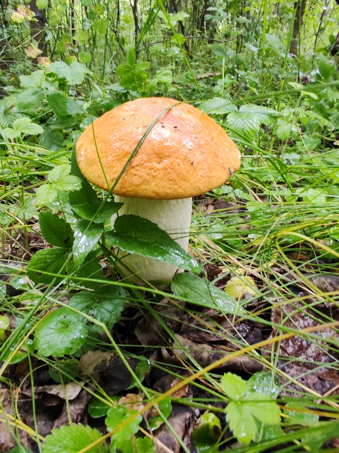 ������������ (����������� � ������������)