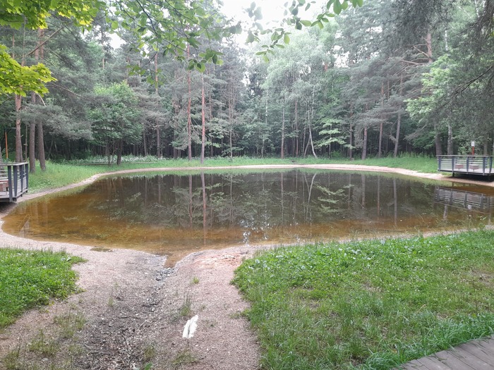 Лесной пруд