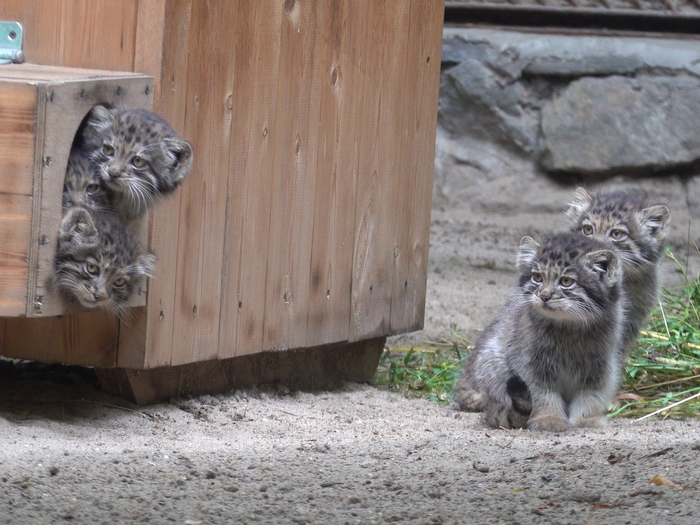 Котята Снежата