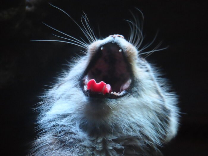 Утренняя безысходность...