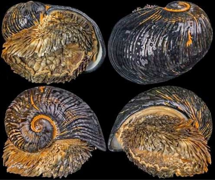   Chrysomallon squamiferum.