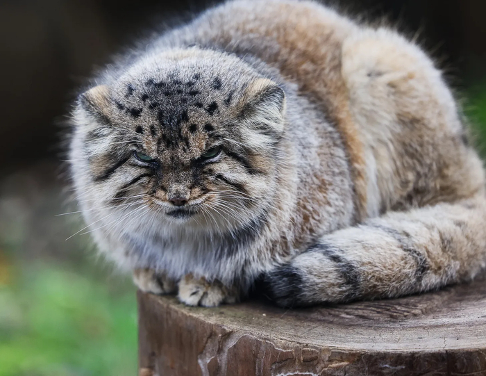 Бол принимает свою фирменную позу «ворчливого лица» во время одного из своих многочасовых упорных стояний на месте.