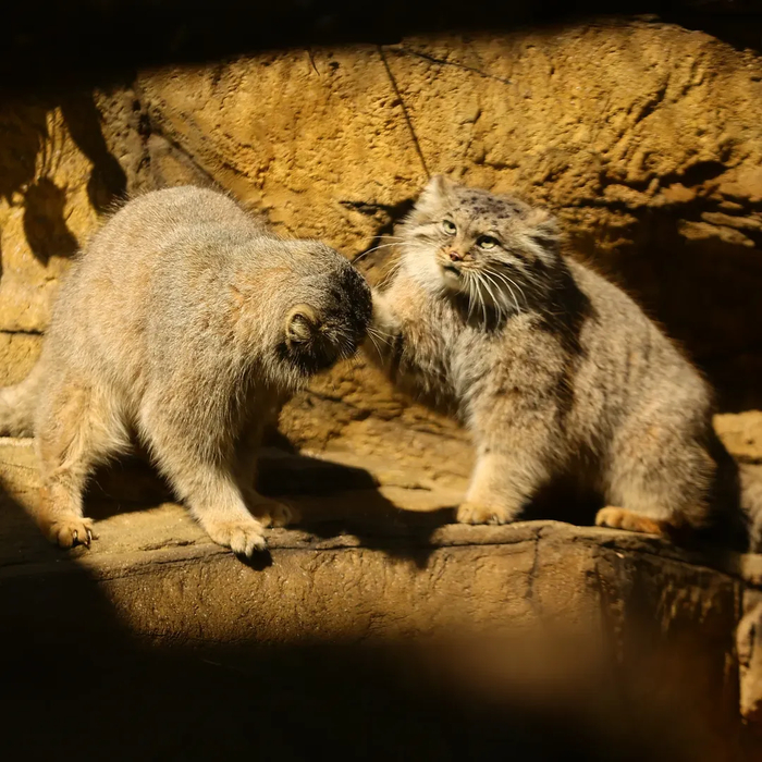 Теперь мы никогда не расстанемся