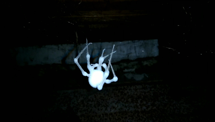 Психолог: пауков-зомби не существует, они не могут навредить тебе! Паук-зомби: