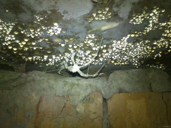 Увидишь такое, спать неделю не будешь!