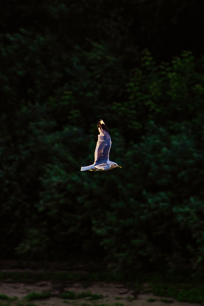      ,  , Canon, , , Lightroom, 