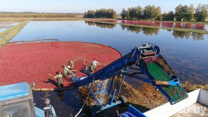      .    <!--noindex--><a href="https://pikabu.ru/story/yagodyi_klyukva_12942637?u=http%3A%2F%2Fsb.by&t=sb.by&h=d5ceb6363767945d92298cba92689fa62ec8e20a" title="http://sb.by" target="_blank" rel="nofollow noopener">sb.by</a><!--/noindex-->.