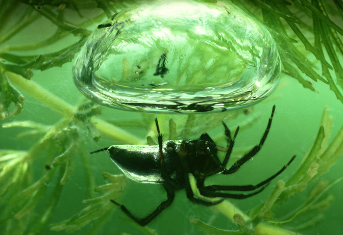 Не удивляйтесь, что запас воздуха у паука на брюшке. Там, где у нас находится задний проход, у паукообразных — органы дыхания!