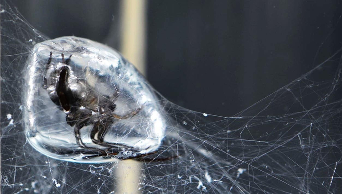 Такие шарики лучше не лопать!