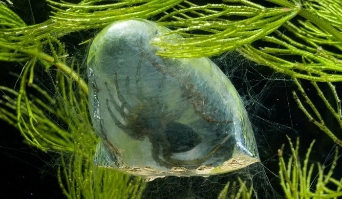 Киндер-сюрприз по-деревенски.