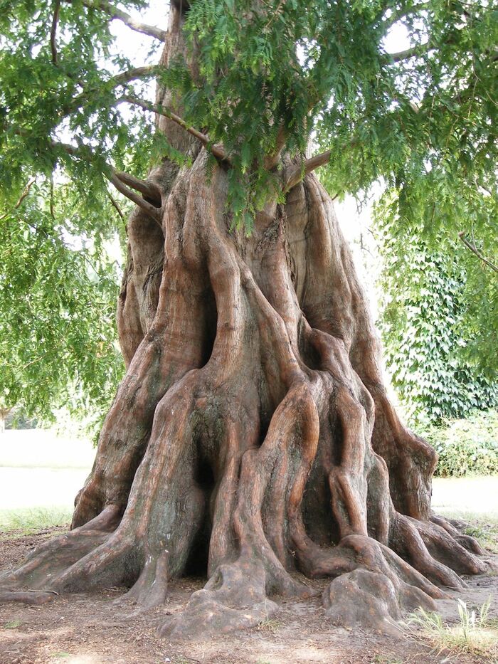     (Metasequoia glyptostroboides)   ,  , .    <!--noindex--><a href="https://pikabu.ru/story/derevya_metasekvoyya_12962634?u=http%3A%2F%2Ftreesandshrubsonline.org&t=treesandshrubsonline.org&h=4934cf8c22fa053177fa13f29110e1779973d488" title="http://treesandshrubsonline.org" target="_blank" rel="nofollow noopener">treesandshrubsonline.org</a><!--/noindex-->.