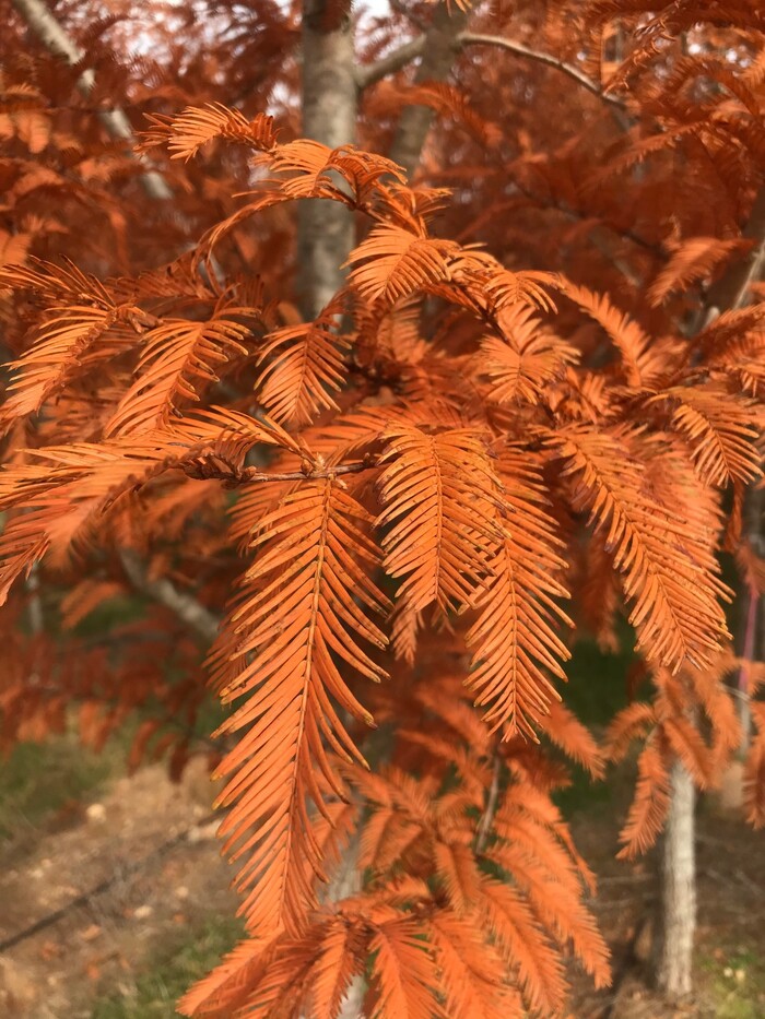    (Metasequoia glyptostroboides)    .    <!--noindex--><a href="https://pikabu.ru/story/derevya_metasekvoyya_12962634?u=http%3A%2F%2Fselecttrees.com&t=selecttrees.com&h=bd1ab0d15778221f60a58ee040779c010bc2aab8" title="http://selecttrees.com" target="_blank" rel="nofollow noopener">selecttrees.com</a><!--/noindex-->.