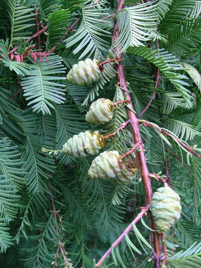     (Metasequoia glyptostroboides).    <!--noindex--><a href="https://pikabu.ru/story/derevya_metasekvoyya_12962634?u=http%3A%2F%2Fnord-nuc.com&t=nord-nuc.com&h=f551ba0372ca1ecdec969c9411323272ce0fd62c" title="http://nord-nuc.com" target="_blank" rel="nofollow noopener">nord-nuc.com</a><!--/noindex-->.