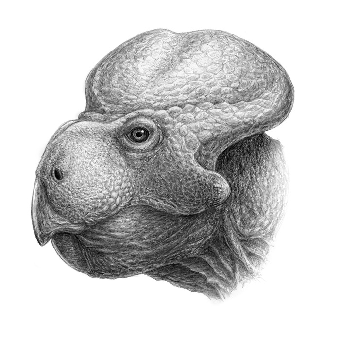 Протоцератопс (Protoceratops andrewsi)