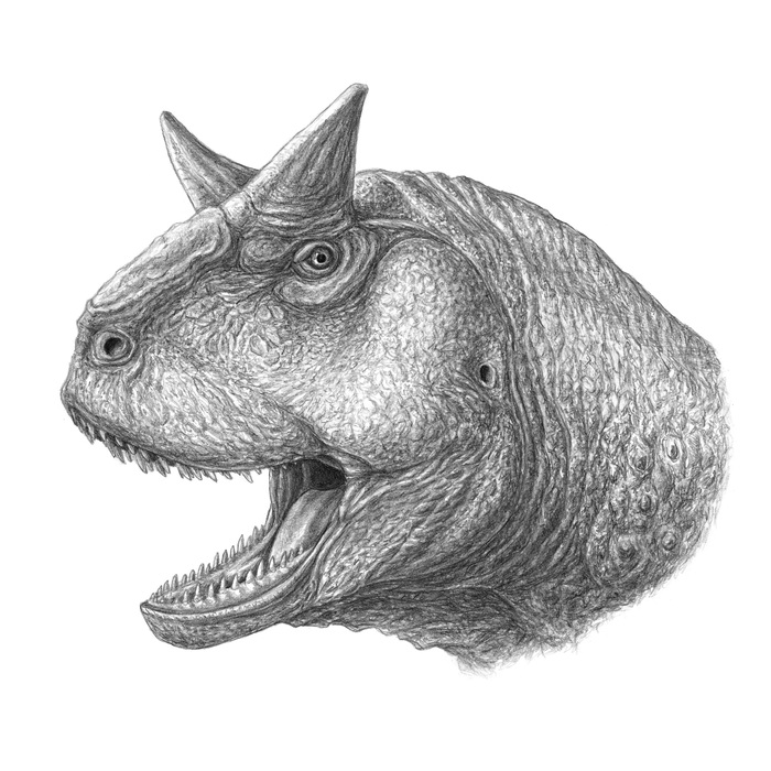 Карнотавр (Carnotaurus sastrei)