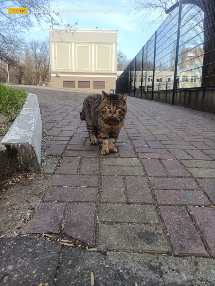 Щекастый ходок