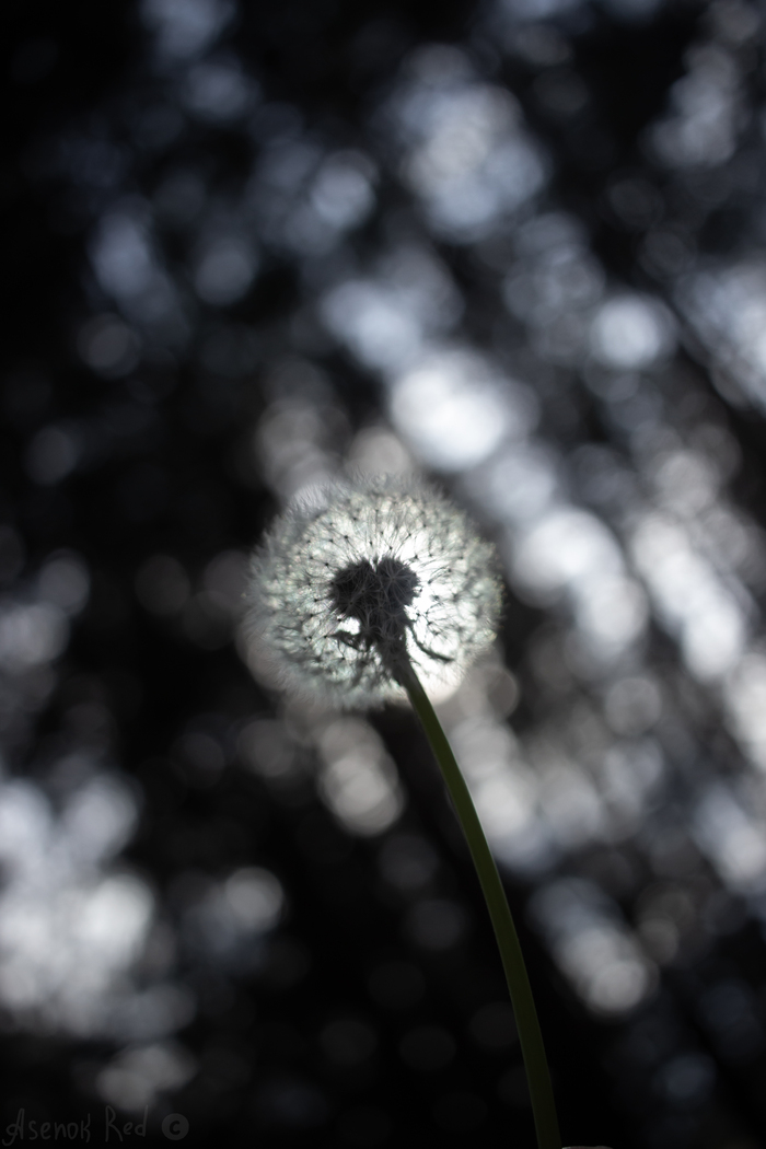  , Canon, , , Canon 600d, , 