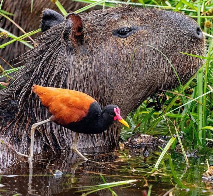 Фото <a href="https://pikabu.ru/story/bez_druzey_menya__chutchut_a_s_druzyami__mnogo_12951174?u=https%3A%2F%2Ft.me%2Fivanzatevakhin%2F3135&t=%D0%BE%D1%82%D1%81%D1%8E%D0%B4%D0%B0&h=71a7faf0eddae0d94e9fd5fc2a9132083843fba0" title="https://t.me/ivanzatevakhin/3135" target="_blank" rel="nofollow noopener">отсюда</a>