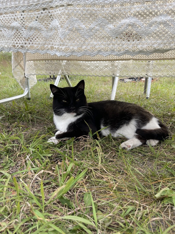 К нам прибился местный кот, которого я чуть не увезла с собой) Десятым))) ходит от рыбака к рыбаку и кормится хитрюга