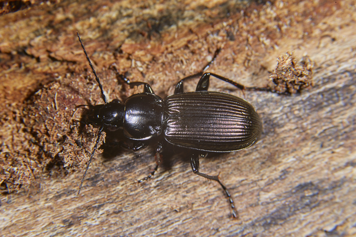   Pterostichus mannerheimii -  .     .  :)