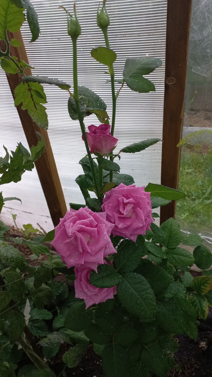 ,    ,  6- .      10 ,  )