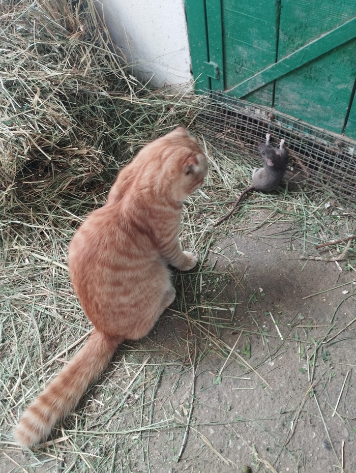 Добычливый Левончик