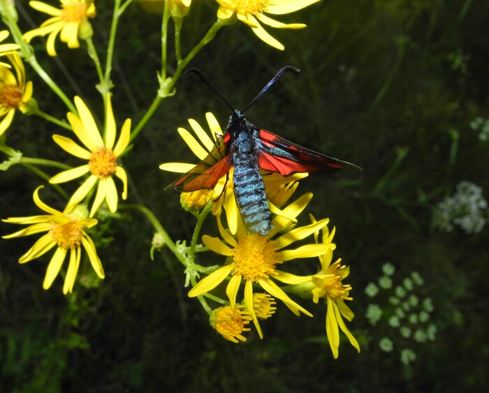   (Zygaena filipendulae) , , , ,  ,   , , , ,  , 