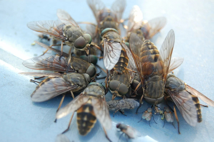 Хорошо, когда жена пьёт не твою кровь!