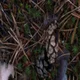 ������ ������������ HairyBush