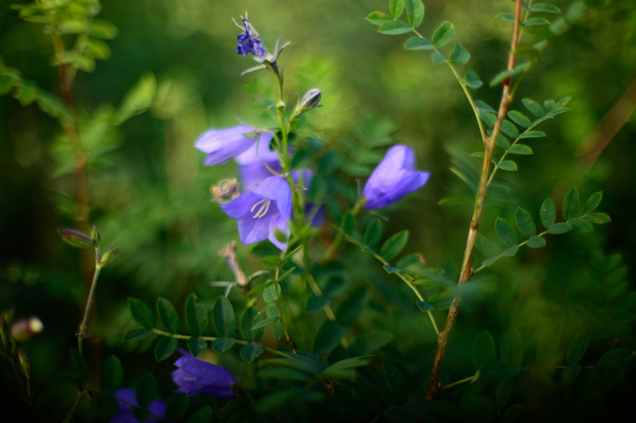    , Nikon, , , 