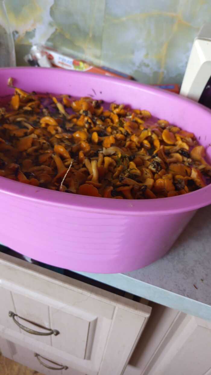 Это лисички. Не бросил, хотя была мысль их выкинуть, чтобы легче было идти