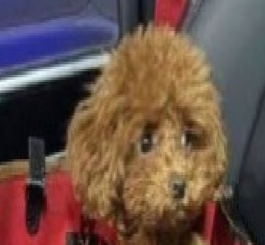 Что постоянно низачем увозят из России