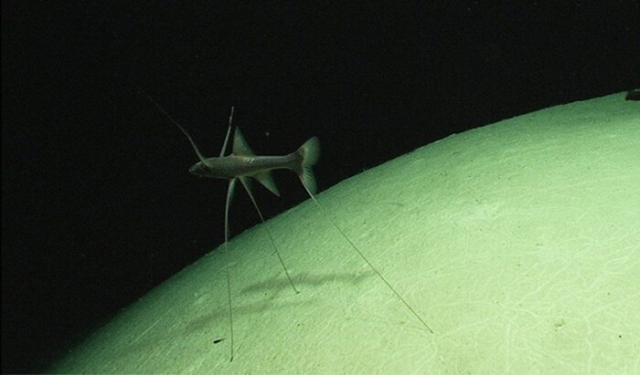   (tripod fish) <!--noindex--><a href="https://pikabu.ru/story/udivitelnyiy_mir_glubokovodnyikh_sushchestv_12967351?u=https%3A%2F%2Fimages.app.goo.gl%2FfWXkfoSWvxEPYzoL6&t=https%3A%2F%2Fimages.app.goo.gl%2FfWXkfoSWvxEPYzoL6&h=84b83647bd6e2eddb9fcfc806cf851f1776983bc" title="https://images.app.goo.gl/fWXkfoSWvxEPYzoL6" target="_blank" rel="nofollow noopener">https://images.app.goo.gl/fWXkfoSWvxEPYzoL6</a><!--/noindex-->