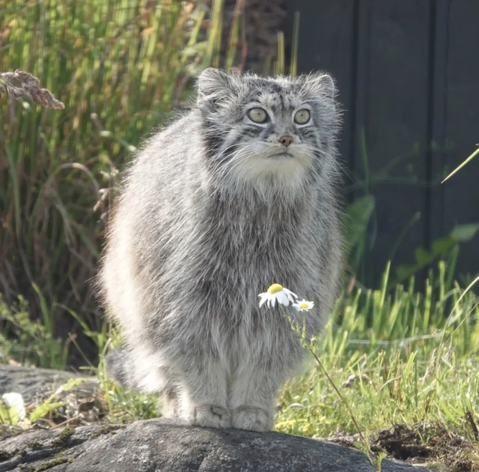 Дарите женщинам цветы!