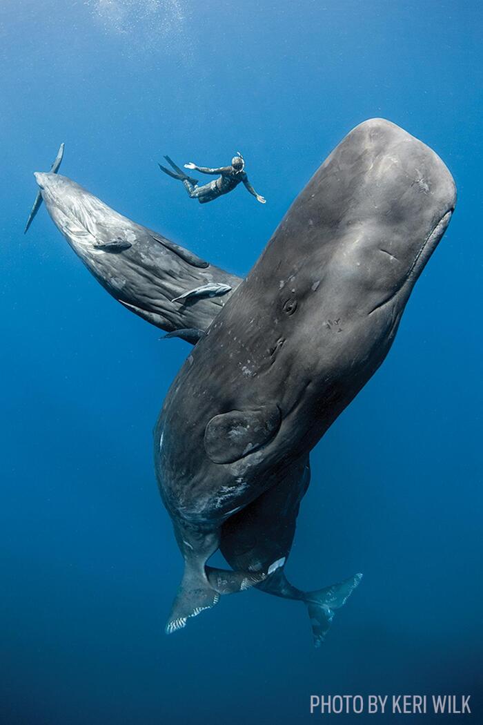  (sperm whale)<!--noindex--><a href="https://pikabu.ru/story/udivitelnyiy_mir_glubokovodnyikh_sushchestv_12967351?u=https%3A%2F%2Fimages.app.goo.gl%2FwArVexphgvFjHFah6&t=https%3A%2F%2Fimages.app.goo.gl%2FwArVexphgvFjHFah6&h=e5c218ba47f42f89bc81890f5bd1e4669c24f1b9" title="https://images.app.goo.gl/wArVexphgvFjHFah6" target="_blank" rel="nofollow noopener">https://images.app.goo.gl/wArVexphgvFjHFah6</a><!--/noindex-->