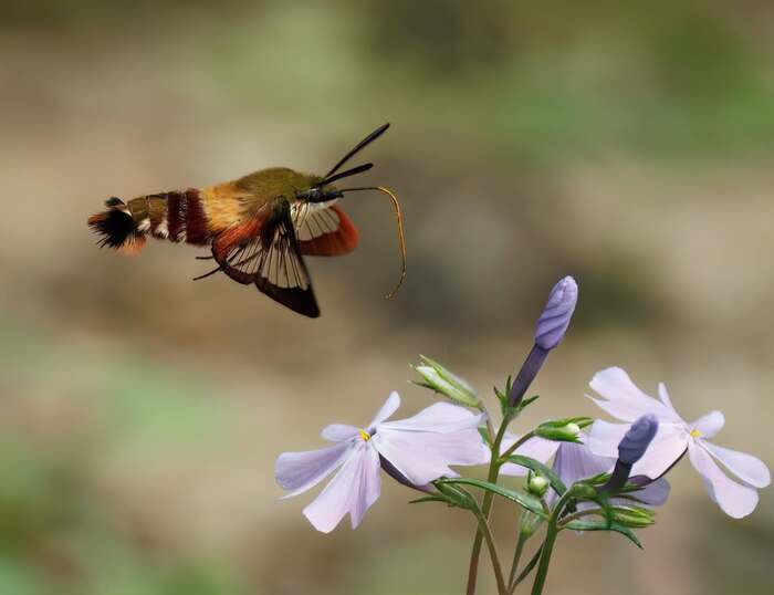 Шмелевидка Hemaris thysbe