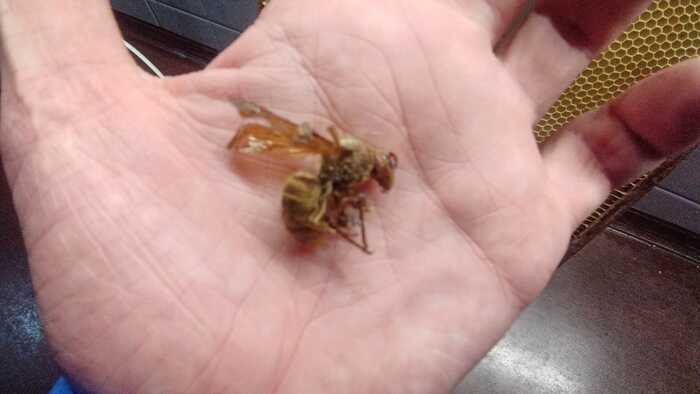 На руке - просто ради масштаба. Кисть у меня вполне обычная, мужская - не "детская".