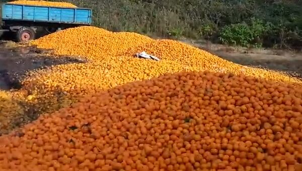 Выброшенные мандарины в Абхазии