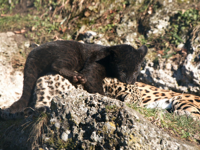 В обоих видах имеются меланисты, которых принято называть «пантерами». Но даже такие коты не изменяют крапчатому стилю. Если хорошенько присмотреться, то на причёске можно увидеть круглые веснушки. И уже по ним определить, какой из хищников вышел на тропу!